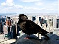 new york #1