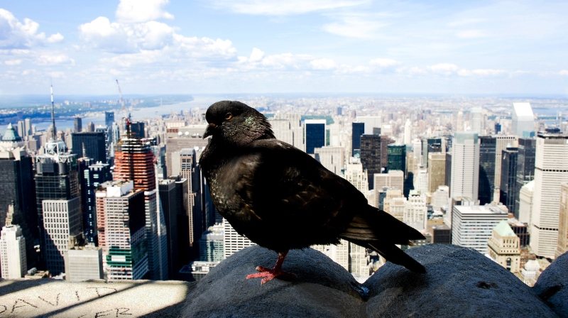new york #1