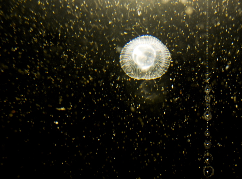 natura #6